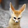 lost_fox_2003