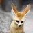 lost_fox_2003